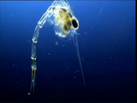 浮游幼虫、百慕大视频素材