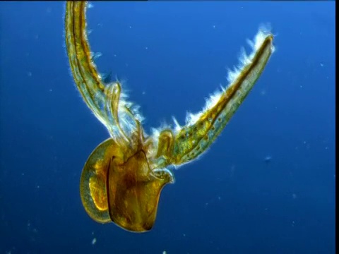 软体动物的幼虫波浪纤毛覆盖手臂，以百慕达为食视频素材