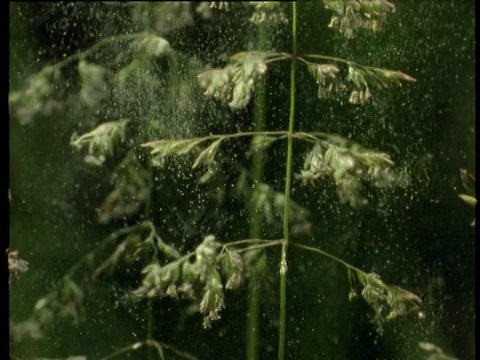 草在微风中颤动，花在风中飘落花粉。视频素材