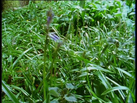 蓝铃草的生长和开花包括近细节，然后林地地面从绿色过渡到蓝色，英格兰视频素材