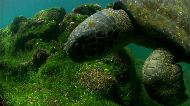 绿海龟以海藻覆盖的岩石为食，而彩虹濑鱼(Thalassoma lucasanum)在加拉帕戈斯群岛周围游泳。视频素材