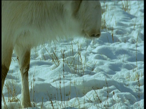 赛加羚羊在雪地里吃草，中亚视频素材