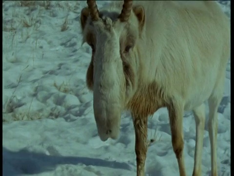 在中亚，雄性赛加羚羊在雪地里走过视频素材