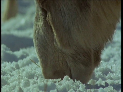 赛加羚羊的鼻子，在雪地里吃草，中亚视频素材