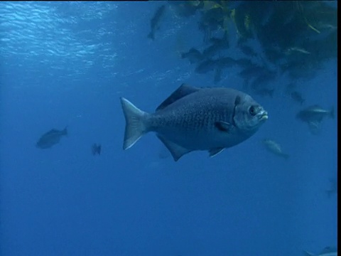 右与半月(Medialuna californiensis)撤退到加州海带视频素材