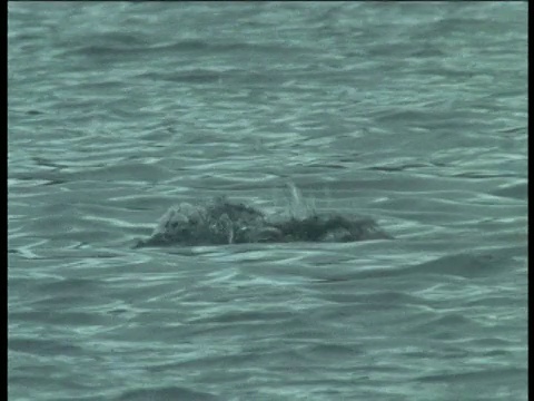 海象头反复浮上浮下，格陵兰岛视频素材