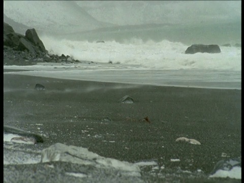 加拿大霍尔曼岛，雪花从海滩吹向浪花视频素材