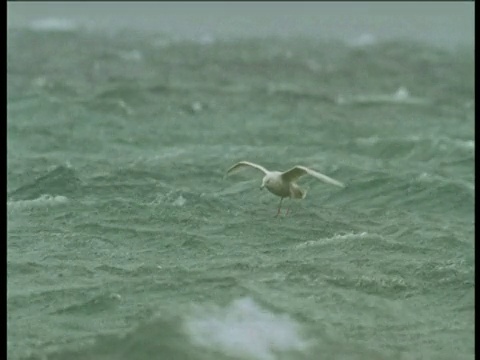 年轻的海鸥飞过灰色的暴风雨的海，停在海浪上，霍尔曼岛，加拿大视频素材