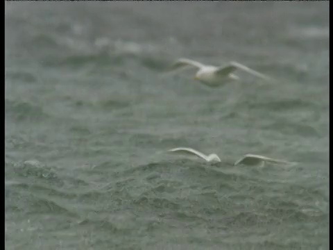 加拿大霍尔曼岛，海鸥飞过灰色风暴的海面，落在波涛上视频素材