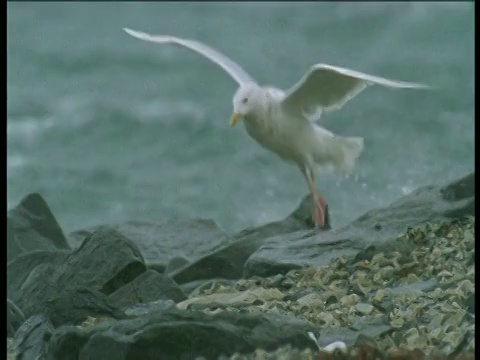 加拿大霍尔曼岛，海鸥在强风中反复着陆和起飞视频素材