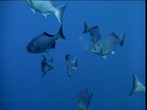 半月(Medialuna californiensis)浅滩吃海樽链，加利福尼亚视频素材