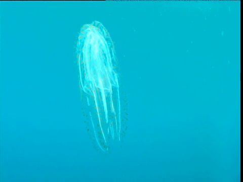 加利福尼亚蓝海中的栉水母视频素材