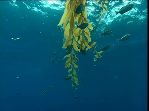 加利福尼亚，鱼儿游过漂浮在水面上的海藻视频素材