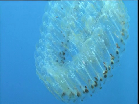 盘绕的樽海鞘链缓慢旋转，加利福尼亚视频素材