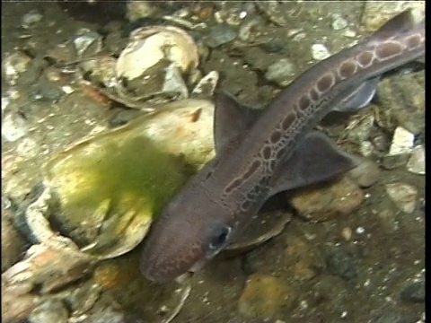 黑嘴猫鲨(Galeus melastomus)游过索涅峡湾的河床视频素材