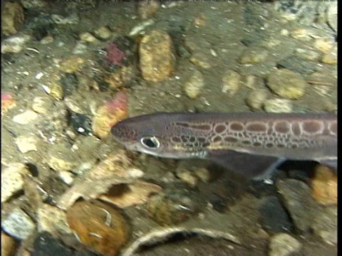 Blackmouth catshark (Galeus melastomus)游过Sognefjord河床，然后休息视频素材