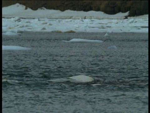 加拿大萨默塞特岛，白鲸群先是浮出水面，然后沉入水中视频素材