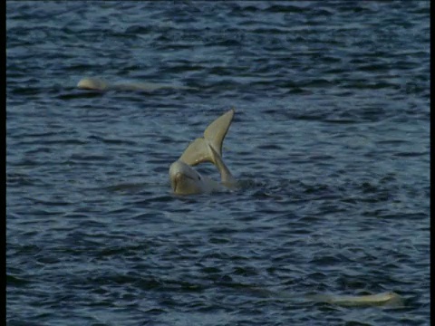 加拿大萨默塞特岛，白鲸头和尾巴在空中波浪视频素材