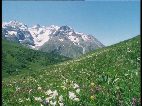 鹤的镜头揭示了阳光明媚的高山草地和鲜花，阿尔卑斯山在背景视频素材