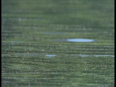 纽约中央公园，一只野鸭在湖上游泳视频素材