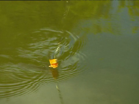 橙色的鱼饵和鱼钩从浑浊的绿色水中升起视频素材