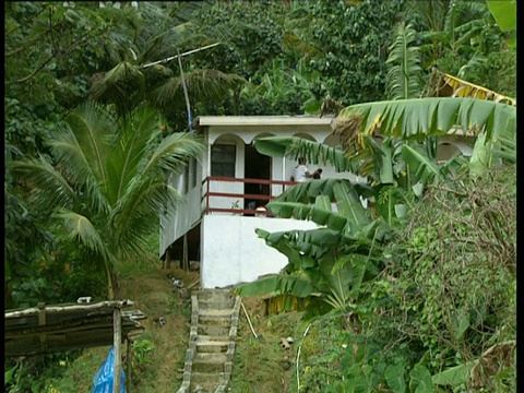 潘从鸡到山坡上的小屋在香蕉种植园迎风群岛视频素材