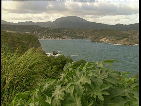 Pan左边的海湾树叶在风吹向岛屿视频素材