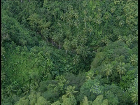 沿多山热带雨林及向风群岛上空飞行视频素材