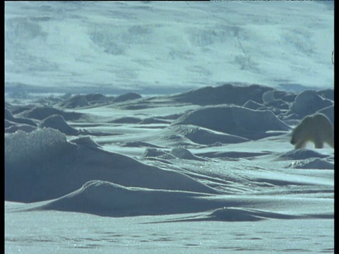 北极熊在斯瓦尔巴特群岛的雪地上行走视频素材