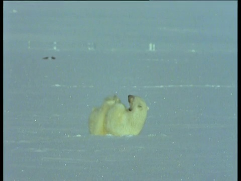 北极熊在斯瓦尔巴群岛的雪地里打滚视频素材