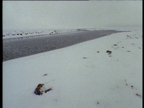 西伯利亚北极河的雪岸视频素材