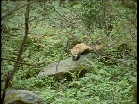 小熊猫爬过岩石，喜马拉雅山视频素材