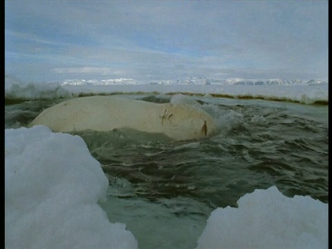 加拿大Grise峡湾，白鲸在呼吸孔中浮出水面视频素材