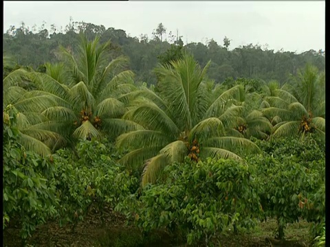 穿过香蕉种植园，向风群岛视频素材