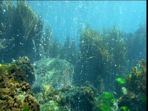 沿着岩石和海胆向前走，气泡在植被中升起，新西兰视频素材