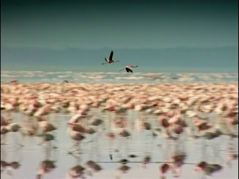 两只火烈鸟在肯尼亚纳库鲁湖上空飞翔视频素材