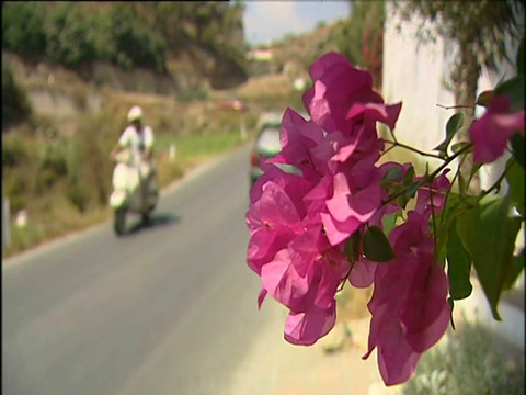 粉红色的花挂在墙上，不集中的车辆通过道路;西班牙视频素材