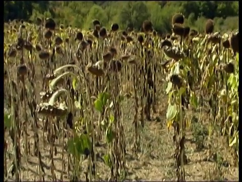 潘右沿着一行行枯死的向日葵垂着头垂在地里视频素材