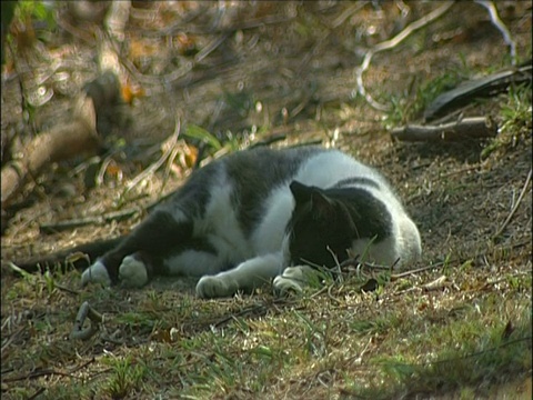 一只躺在地上的猫在巴西里约热内卢睡觉视频素材