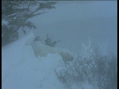 北极熊躺在暴风雪中，丘吉尔视频素材