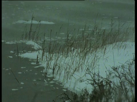 冰封的湖面上飘着雪花，丘吉尔视频素材