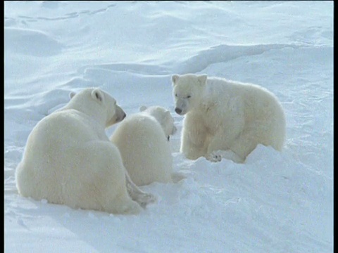 斯瓦尔巴特群岛，北极熊一家在雪地里休息，幼崽从洞里出来视频素材