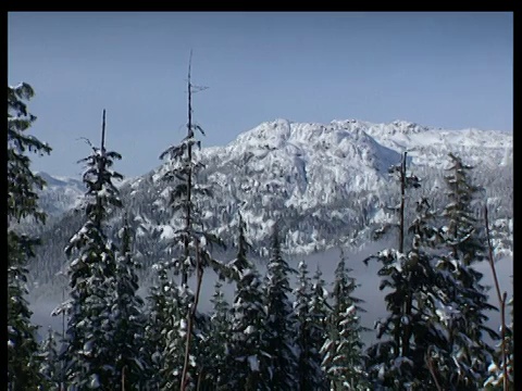 潘右白雪覆盖的冷杉树，低云沉落在山的背景惠斯勒视频素材