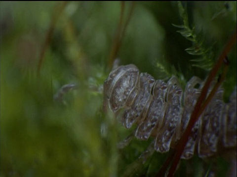 苔藓中的平背千足虫视频素材