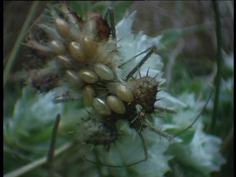 金蛋虫背蛋西班牙视频素材