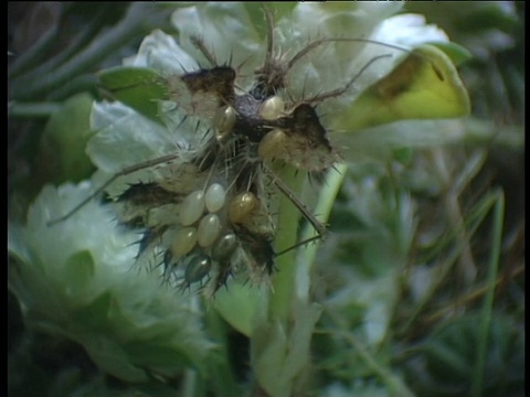 金蛋虫背上背着别人的蛋，西班牙视频素材