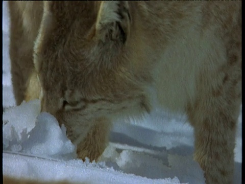 斯堪的纳维亚半岛的山猫嗅着雪视频素材