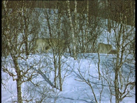 狼群跑进斯堪的纳维亚雪地里视频素材