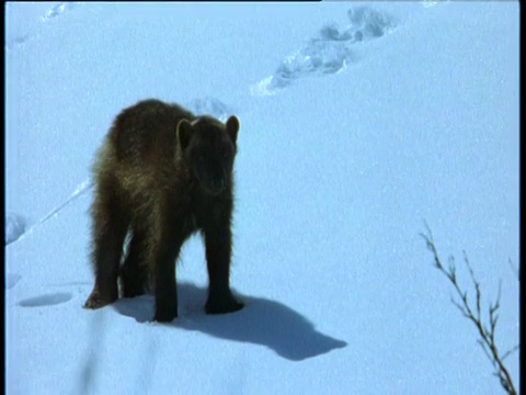 金刚狼在斯堪的纳维亚半岛的雪地里奔跑然后停了下来视频素材