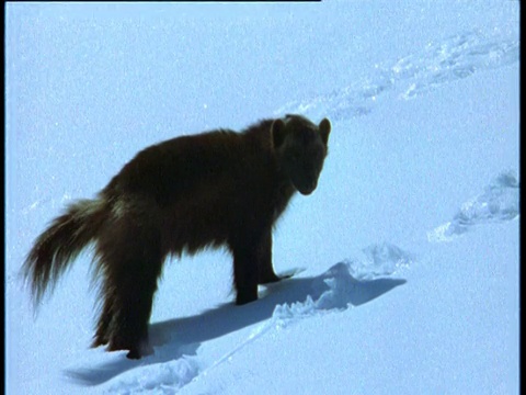 在斯堪的纳维亚，狼獾在雪地里奔跑视频素材